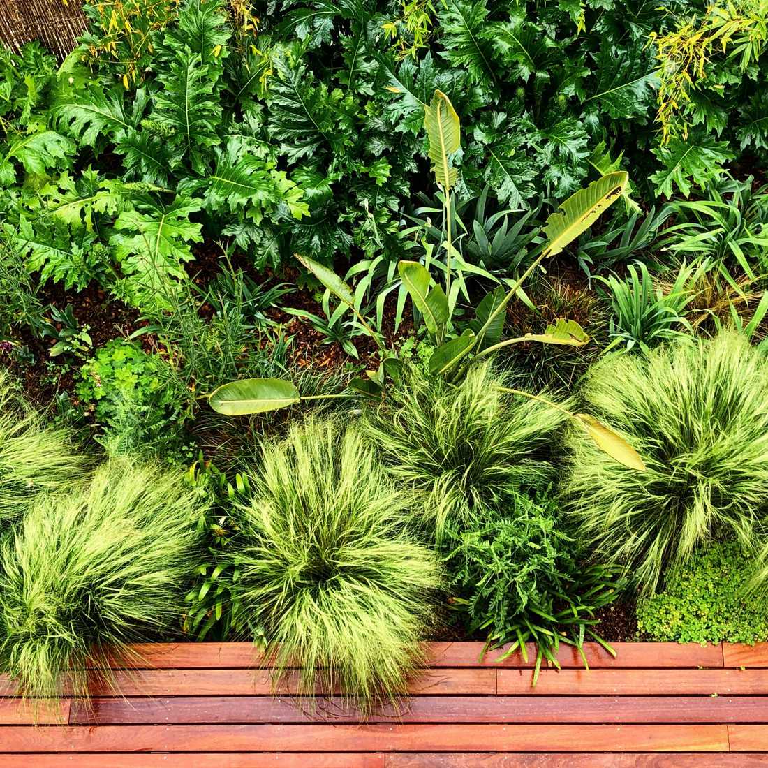 Végétation luxuriante dans le petit jardin d'une maison de ville à Nantes