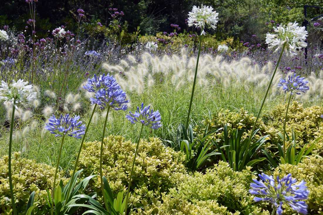 Fleurs et floraisons méditerrannéenes aménaagé par un concepteur paysagiste à Nantes